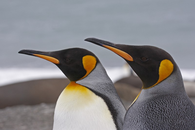 IMG_3840c.jpg - King Penguin (Aptenodytes patagonicus)